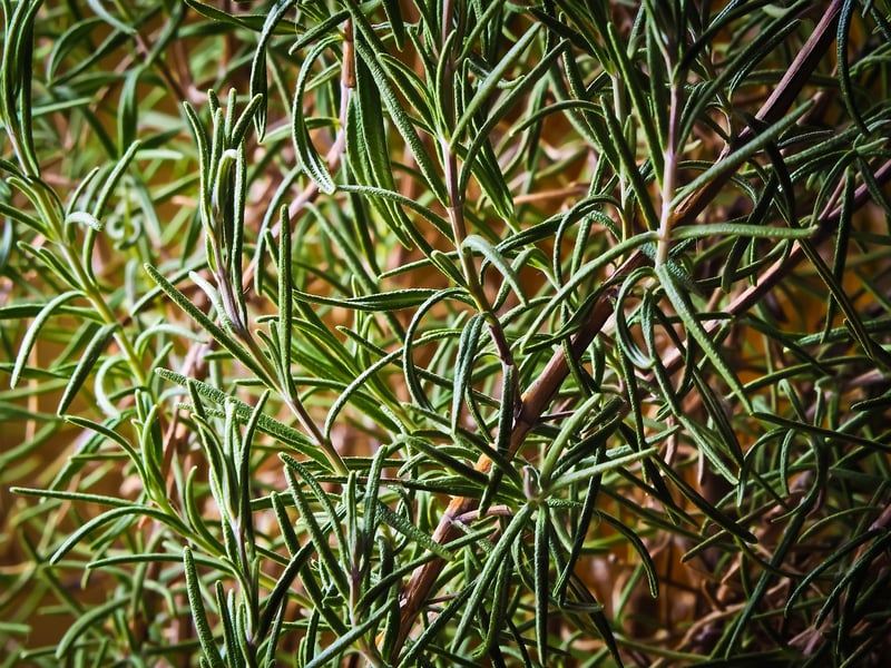 Herbal Spice Infusion